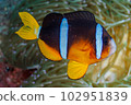 銀蓮花魚 102951839