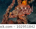 蝎子魚 102951842