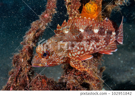 蝎子魚 蝎子魚 102951842
