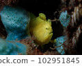 rog魚 102951845