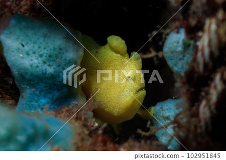 rog魚 rog魚 102951845