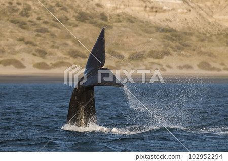 Southern right whale,jumping behavior, Argentina Southern right whale,jumping behavior, Argentina 102952294