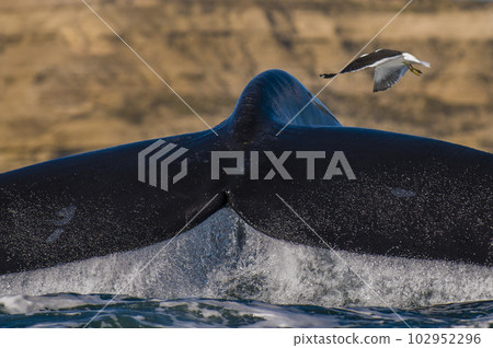 Southern right whale,jumping behavior, Argentina Southern right whale,jumping behavior, Argentina 102952296