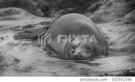 Elephant seal resting on the beach, Peninsula Valdes, Patagonia, Argentina. 102952390