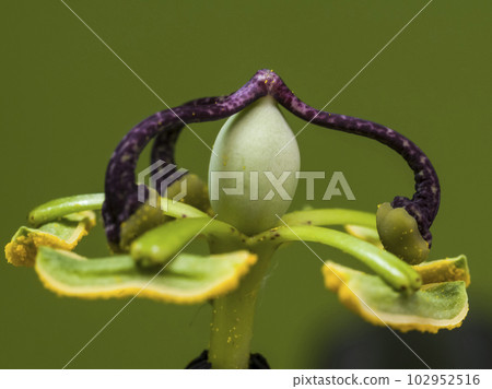Blue passion flower, close up view, Pampas forest, Argentina. Blue passion flower, close up view, Pampas forest, Argentina. 102952516