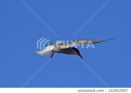 Tern in flight, Peninsula Valdes,Patagonia Argentina. 102952607