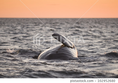 Southern right whale,jumping behavior, Argentina Southern right whale,jumping behavior, Argentina 102952680