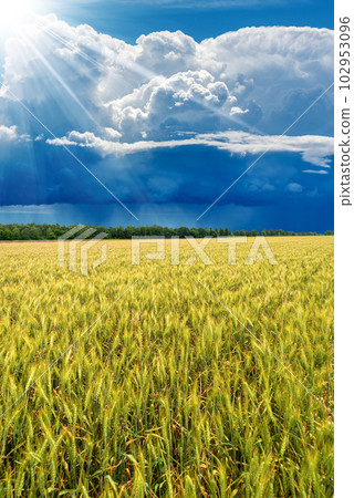 Beautiful Cumulus Clouds and Torrential Rain over a Wheat Field 102953096