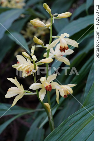 Ganzekiran yellow flower Phaius flavus 102953712