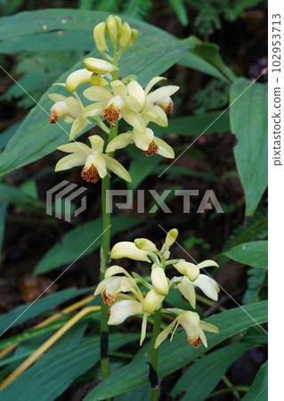 Ganzekiran yellow flower Phaius flavus Ganzekiran yellow flower Phaius flavus 102953713