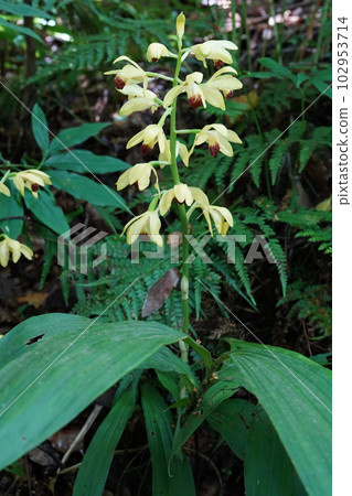 Ganzekiran 黃花 Phaius flavus 102953714