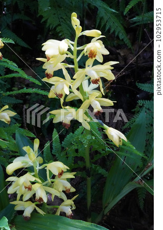 Ganzekiran 黃花 Phaius flavus 102953715