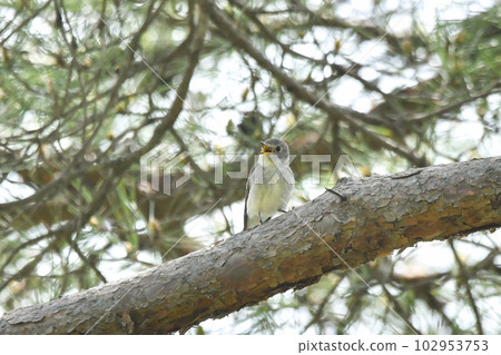 Kosametepataki 102953753