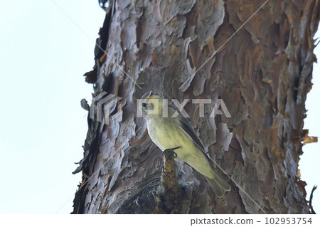 Kosametepataki 102953754