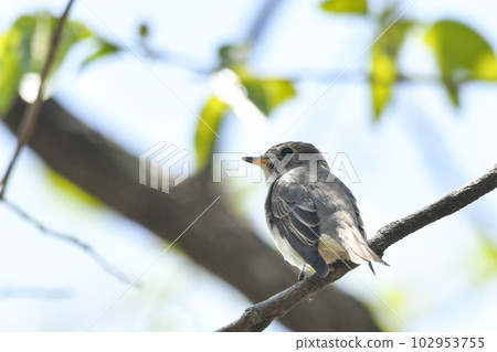 Kosametepataki 102953755