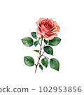 A single rose painted in watercolor 102953856