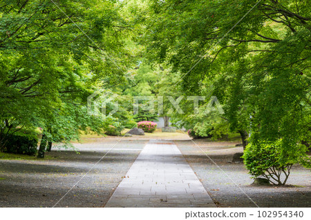 細川禦舞亭的新綠 102954340