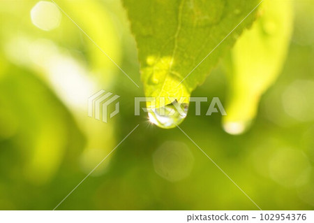 After rain, leaves, drops, environment, nature After rain, leaves, drops, environment, nature 102954376