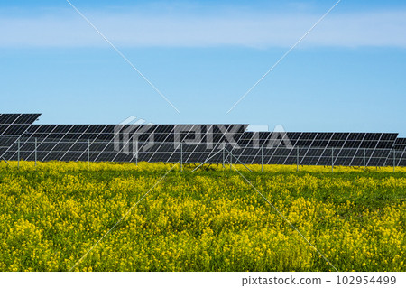 Yellow rapeseed field and solar panels 102954499