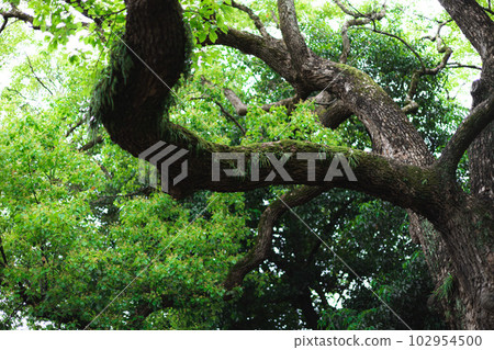 A tree with moss 102954500