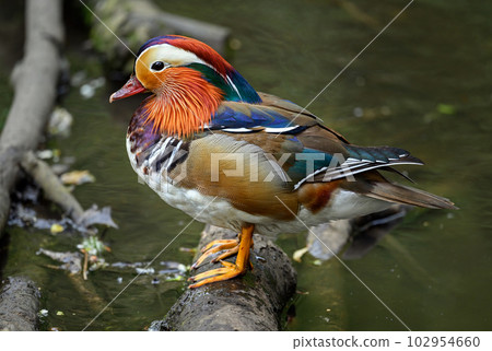 Male mandarin duck standing on a log in a lake in Kent, UK. A duck looking left. Mandarin duck (Aix galericulata) in Kelsey Park, Beckenham, Greater London. The mandarin is a species of wood duck. Male mandarin duck standing on a log in a lake in Kent, UK. A duck looking left. Mandarin duck (Aix galericulata) in Kelsey Park, Beckenham, Greater London. The mandarin is a species of wood duck. 102954660