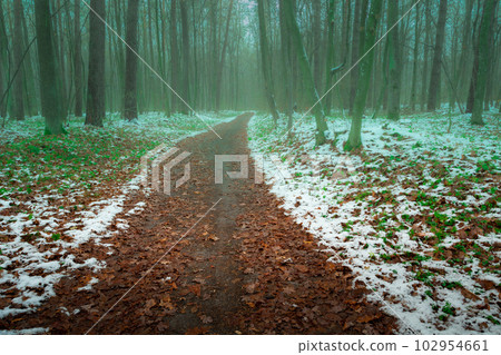 Wet leaves on a path in a snowy and foggy forest Wet leaves on a path in a snowy and foggy forest 102954661