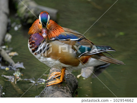 Male mandarin duck standing on a log in a lake in Kent, UK. A duck looking at the camera. Mandarin duck (Aix galericulata) in Kelsey Park, Beckenham, London. The mandarin is a species of wood duck. 102954662