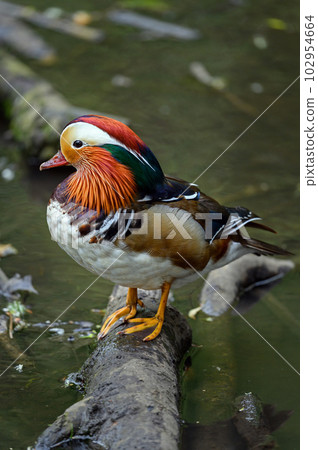 Male mandarin duck standing on a log in a lake in Kent, UK. A duck looking left in portrait. Mandarin duck (Aix galericulata) in Kelsey Park, Beckenham, London. The mandarin is a species of wood duck. Male mandarin duck standing on a log in a lake in Kent, UK. A duck looking left in portrait. Mandarin duck (Aix galericulata) in Kelsey Park, Beckenham, London. The mandarin is a species of wood duck. 102954664