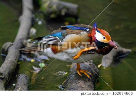 Male mandarin duck standing on a log in a lake in Kent, UK. A duck scratching its head. Mandarin duck (Aix galericulata) in Kelsey Park, Beckenham, London. The mandarin is a species of wood duck. Male mandarin duck standing on a log in a lake in Kent, UK. A duck scratching its head. Mandarin duck (Aix galericulata) in Kelsey Park, Beckenham, London. The mandarin is a species of wood duck. 102954666