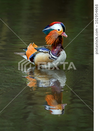 Male mandarin duck swimming on a lake in Kent, UK. A duck in portrait with reflection. Mandarin duck (Aix galericulata) in Kelsey Park, Beckenham, London. The mandarin is a species of wood duck. Male mandarin duck swimming on a lake in Kent, UK. A duck in portrait with reflection. Mandarin duck (Aix galericulata) in Kelsey Park, Beckenham, London. The mandarin is a species of wood duck. 102954668