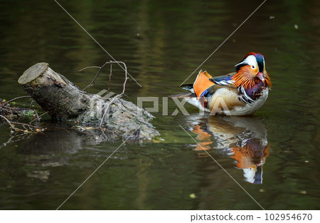 Male mandarin duck standing in a lake in Kent, UK. A duck next to a log with reflection. Mandarin duck (Aix galericulata) in Kelsey Park, Beckenham, London. The mandarin is a species of wood duck. Male mandarin duck standing in a lake in Kent, UK. A duck next to a log with reflection. Mandarin duck (Aix galericulata) in Kelsey Park, Beckenham, London. The mandarin is a species of wood duck. 102954670
