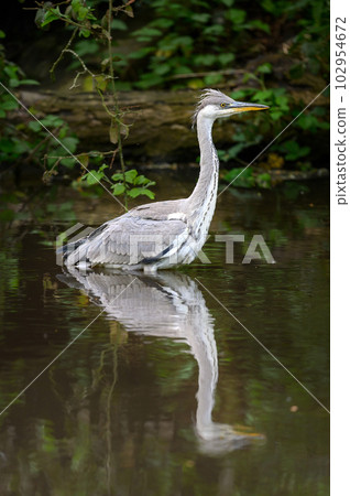 Grey heron standing in a river in Kent, UK. A heron in portrait view with reflection facing right. Grey heron (Ardea cinerea) in Kelsey Park, Beckenham, London. The park is famous for its herons. Grey heron standing in a river in Kent, UK. A heron in portrait view with reflection facing right. Grey heron (Ardea cinerea) in Kelsey Park, Beckenham, London. The park is famous for its herons. 102954672