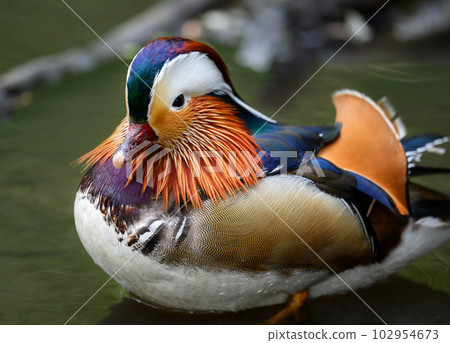Male mandarin duck standing in a lake in Kent, UK. Close up view of a duck. Mandarin duck (Aix galericulata) in Kelsey Park, Beckenham, Greater London. The mandarin is a species of wood duck. Male mandarin duck standing in a lake in Kent, UK. Close up view of a duck. Mandarin duck (Aix galericulata) in Kelsey Park, Beckenham, Greater London. The mandarin is a species of wood duck. 102954673