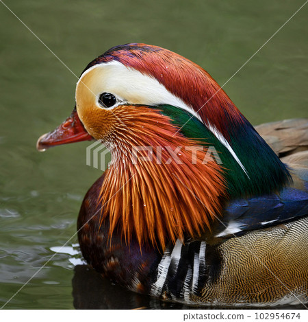 Male mandarin duck swimming in a lake in Kent, UK. Square close up image of a duck. Mandarin duck (Aix galericulata) in Kelsey Park, Beckenham, Greater London. The mandarin is a species of wood duck. 102954674