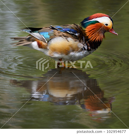 Male mandarin duck standing in a lake in Kent, UK. Square image with duck facing right. Mandarin duck (Aix galericulata) in Kelsey Park, Beckenham, London. The mandarin is a species of wood duck. Male mandarin duck standing in a lake in Kent, UK. Square image with duck facing right. Mandarin duck (Aix galericulata) in Kelsey Park, Beckenham, London. The mandarin is a species of wood duck. 102954677