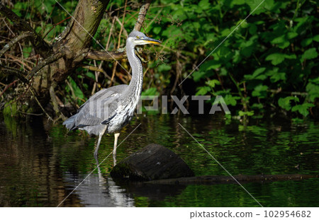 Grey heron standing in a river in Kent, UK. A heron in landscape view facing right. Grey heron (Ardea cinerea) in Kelsey Park, Beckenham, Greater London. The park is famous for its herons. Grey heron standing in a river in Kent, UK. A heron in landscape view facing right. Grey heron (Ardea cinerea) in Kelsey Park, Beckenham, Greater London. The park is famous for its herons. 102954682