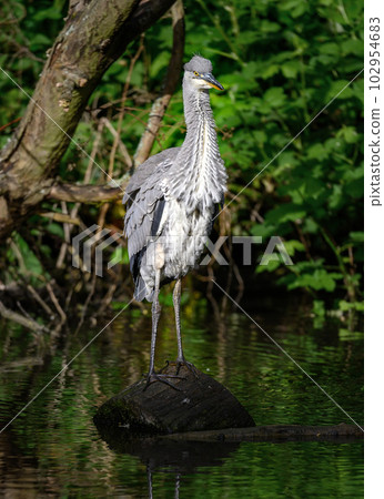 Grey heron standing on a log in a river in Kent, UK. The heron is ruffling its feathers. Grey heron (Ardea cinerea) in Kelsey Park, Beckenham, Greater London. The park is famous for its herons. Grey heron standing on a log in a river in Kent, UK. The heron is ruffling its feathers. Grey heron (Ardea cinerea) in Kelsey Park, Beckenham, Greater London. The park is famous for its herons. 102954683