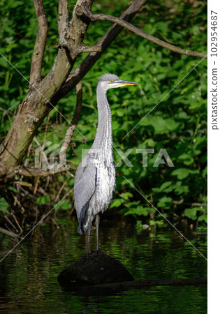 Grey heron standing on a log in a river in Kent, UK. The heron is facing right. Grey heron (Ardea cinerea) in Kelsey Park, Beckenham, Greater London. The park is famous for its herons. Grey heron standing on a log in a river in Kent, UK. The heron is facing right. Grey heron (Ardea cinerea) in Kelsey Park, Beckenham, Greater London. The park is famous for its herons. 102954687