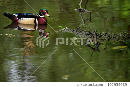 Male wood duck swimming on a lake in Kent, UK. This colorful duck has some of the most beautiful plumage of all waterfowl. Wood duck or Carolina duck (Aix sponsa) in Kelsey Park, Beckenham, London. 102954689
