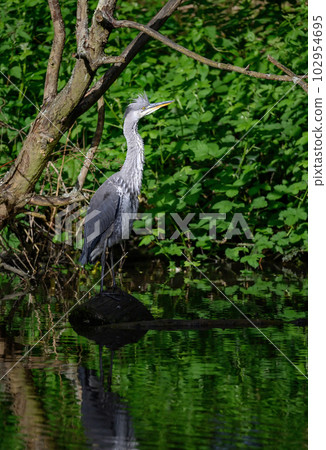 Grey heron standing on a log in a river in Kent, UK. The heron has its head raised. Grey heron (Ardea cinerea) in Kelsey Park, Beckenham, Greater London. The park is famous for its herons. Grey heron standing on a log in a river in Kent, UK. The heron has its head raised. Grey heron (Ardea cinerea) in Kelsey Park, Beckenham, Greater London. The park is famous for its herons. 102954695