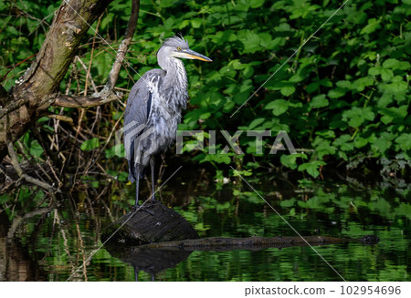 Grey heron standing on a log in a river in Kent, UK. The heron has its neck bent. Grey heron (Ardea cinerea) in Kelsey Park, Beckenham, Greater London. The park is famous for its herons. Grey heron standing on a log in a river in Kent, UK. The heron has its neck bent. Grey heron (Ardea cinerea) in Kelsey Park, Beckenham, Greater London. The park is famous for its herons. 102954696
