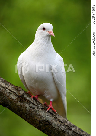 Rock dove or common pigeon or feral pigeon in Kent, UK. White dove (pigeon) sitting on a branch facing right with green background. White dove (Columba livia) in Kelsey Park, Beckenham, Greater London Rock dove or common pigeon or feral pigeon in Kent, UK. White dove (pigeon) sitting on a branch facing right with green background. White dove (Columba livia) in Kelsey Park, Beckenham, Greater London 102954698