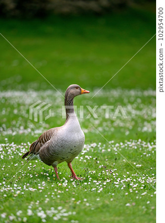 Greylag goose standing on grass with white flowers in Kent, UK. Portrait orientation with shallow depth of field. Greylag goose (Anser anser) in Kelsey Park, Beckenham, Greater London. 102954700