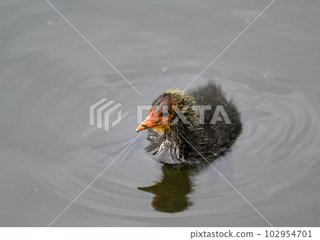 Coot chick swimming on a lake in Kent, UK. The colorful and scruffy young coot looks little like an adult coot. Coot chick (Fulica atra) in Kelsey Park, Beckenham, Greater London. Coot chick swimming on a lake in Kent, UK. The colorful and scruffy young coot looks little like an adult coot. Coot chick (Fulica atra) in Kelsey Park, Beckenham, Greater London. 102954701
