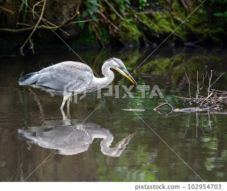 Grey heron standing in a river in Kent, UK. The heron has its neck bent with reflection. Grey heron (Ardea cinerea) in Kelsey Park, Beckenham, Greater London. The park is famous for its herons. 102954703