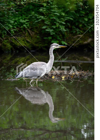 Grey heron standing in a river in Kent, UK. The heron is facing right with reflection. Grey heron (Ardea cinerea) in Kelsey Park, Beckenham, Greater London. The park is famous for its herons. 102954704