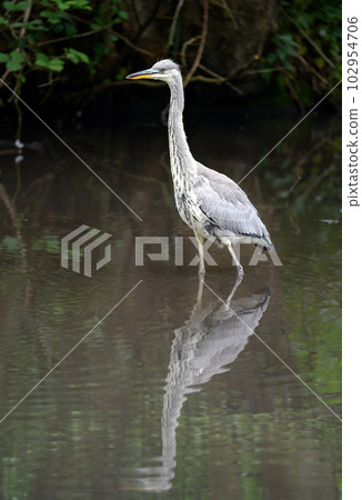 Grey heron standing in a river in Kent, UK. The heron is wading in the water facing left. Grey heron (Ardea cinerea) in Kelsey Park, Beckenham, Greater London. The park is famous for its herons. Grey heron standing in a river in Kent, UK. The heron is wading in the water facing left. Grey heron (Ardea cinerea) in Kelsey Park, Beckenham, Greater London. The park is famous for its herons. 102954706