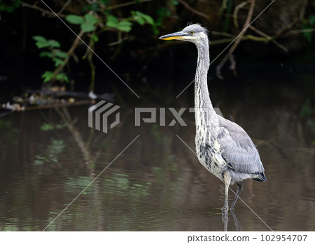 Grey heron standing in a river in Kent, UK. The heron is wading in the water facing left. Grey heron (Ardea cinerea) in Kelsey Park, Beckenham, Greater London. The park is famous for its herons. Grey heron standing in a river in Kent, UK. The heron is wading in the water facing left. Grey heron (Ardea cinerea) in Kelsey Park, Beckenham, Greater London. The park is famous for its herons. 102954707