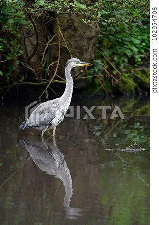Grey heron standing in a river in Kent, UK. The heron is wading in the water facing right. Grey heron (Ardea cinerea) in Kelsey Park, Beckenham, Greater London. The park is famous for its herons. Grey heron standing in a river in Kent, UK. The heron is wading in the water facing right. Grey heron (Ardea cinerea) in Kelsey Park, Beckenham, Greater London. The park is famous for its herons. 102954708