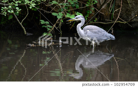 Grey heron standing in a river in Kent, UK. The heron has its neck bent with reflection. Grey heron (Ardea cinerea) in Kelsey Park, Beckenham, Greater London. The park is famous for its herons. 102954709